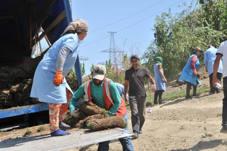 Abşeronda yeni yaşıllıq sahələri salınır  – Fotolar