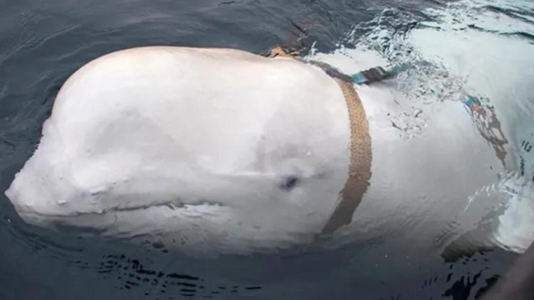 Rusiyanın casus balinası İsveçdə aşkarlanıb