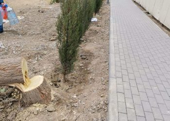 Xətaidə yaşıl soyqırım – 20 illik ağaclara kimlər qənim kəsilib?