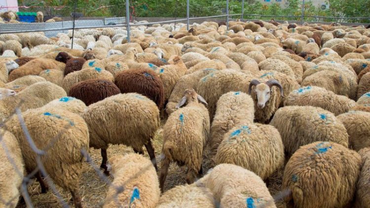 Qurbanlıq heyvanların qiyməti açıqlandı (VİDEO)
