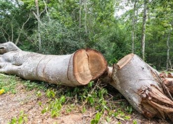 Təbiətə 158 min manatdan çox ziyan vuruldu – Cinayət işi başlandı