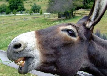 Azərbaycanda eşşək 41 yaşlı kişinin qulağını qopardı