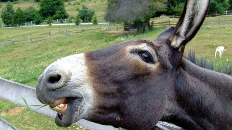 Azərbaycanda eşşək 41 yaşlı kişinin qulağını qopardı