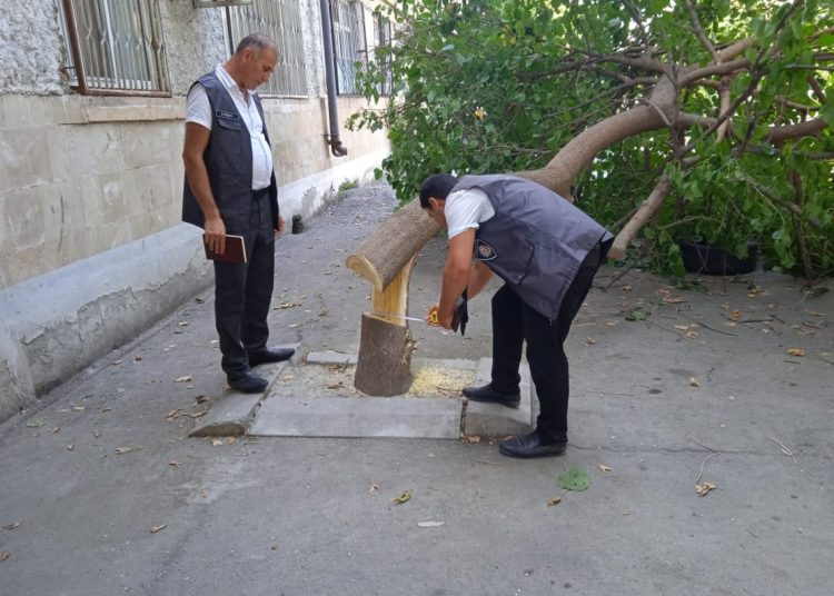 Göyçayda tut ağacını kəsən qadın cəzalandırıldı