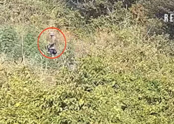 Polis meşədə əməliyyat keçirdi – Video