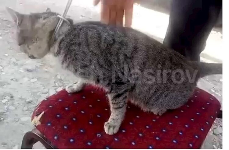 Kürdəmir sakini göyərçinlərinə hücum etdiyinə görə pişiyi asdı — VİDEO